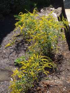 Rough-stemmed Goldenrod, Wrinkleleaf Goldenrod - Solidago rugosa 2