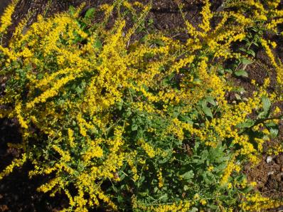 Rough-stemmed Goldenrod, Wrinkleleaf Goldenrod - Solidago rugosa