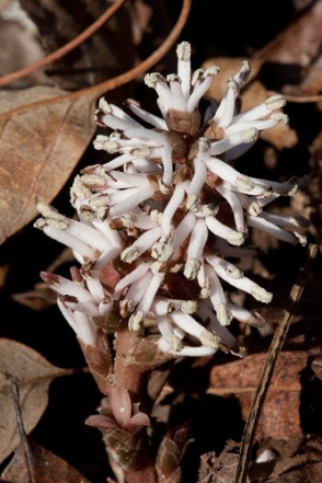 Frasera caroliniensis - American Columbo, Green Gentian