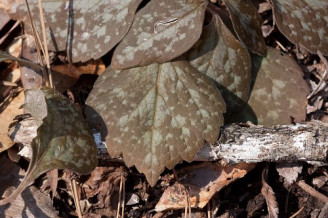 Pachysandra procumbens - Allegheny Spurge