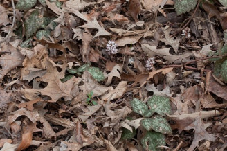 Pachysandra procumbens