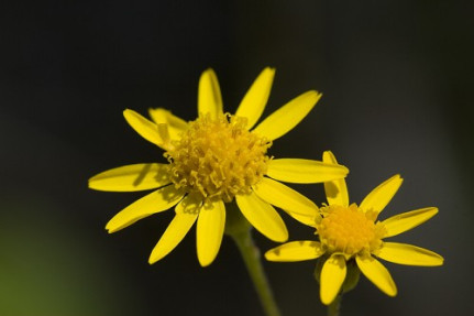 Round-leaved Ragwort, Roundleaf Groundsel, Squaw Weed, Golden Groundsel - Packera obovata (Senecio obovatus)