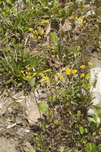 Round-leaved Ragwort, Roundleaf Groundsel, Squaw Weed, Golden Groundsel - Packera obovata (Senecio obovatus) 3