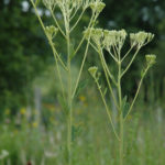 Pale Indian Plantain - Cacalia atriplicifolia