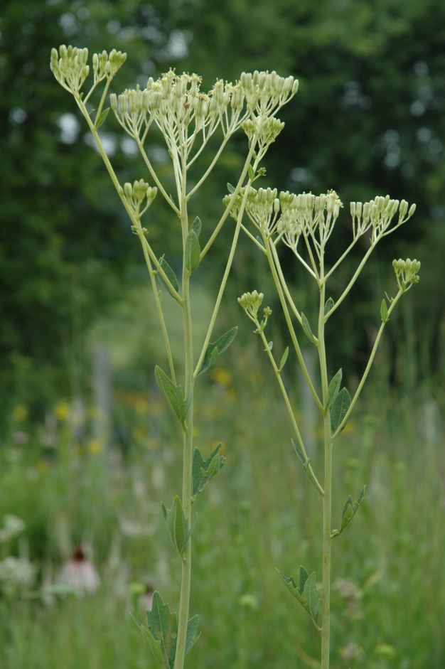 Pale Indian Plantain - Cacalia atriplicifolia