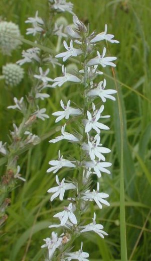 Pale Spiked Lobelia, Palespike Lobelia - Lobelia spicata 2