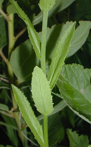 Pale Spiked Lobelia, Palespike Lobelia - Lobelia spicata