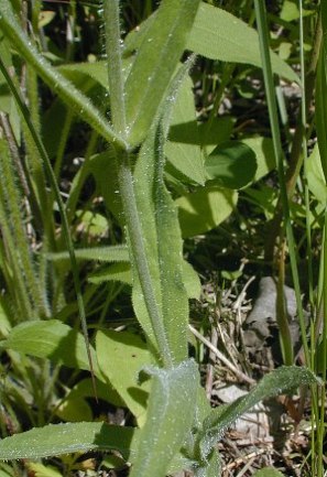 Pale Beardtongue, Pale Penstemon - Penstemon pallidus