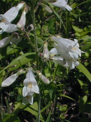 Pale Beardtongue, Pale Penstemon - Penstemon pallidus 2