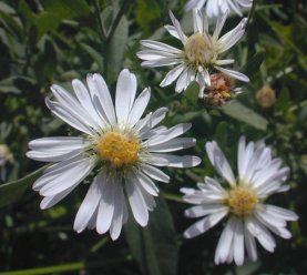 Panicled Aster, White Panicle Aster, White Field Aster, Narrow Leaf Aster, Willow Aster - Symphyotrichum lanceolatum (Aster simplex, A. lanceolatus, A. paniculatus) 3