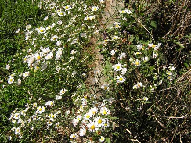 Panicled Aster, White Panicle Aster, White Field Aster, Narrow Leaf Aster, Willow Aster - Symphyotrichum lanceolatum (Aster simplex, A. lanceolatus, A. paniculatus) 2