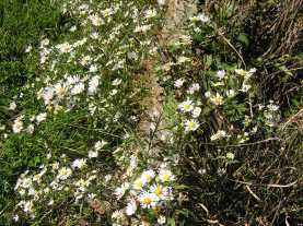 Panicled Aster, White Panicle Aster, White Field Aster, Narrow Leaf Aster, Willow Aster - Symphyotrichum lanceolatum (Aster simplex, A. lanceolatus, A. paniculatus)