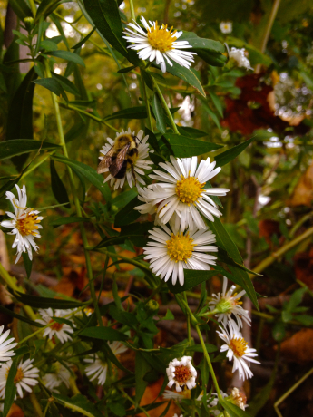 Panicled Aster, White Panicle Aster, White Field Aster, Narrow Leaf Aster, Willow Aster - Symphyotrichum lanceolatum (Aster simplex, A. lanceolatus, A. paniculatus) 4