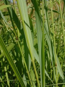 Switch Grass - Panicum virgatum