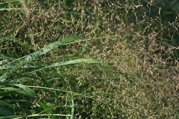 Switch Grass - Panicum virgatum 2