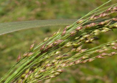 Switch Grass - Panicum virgatum 3