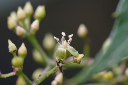Virginia Creeper - Parthenocissus quinquefolia 4