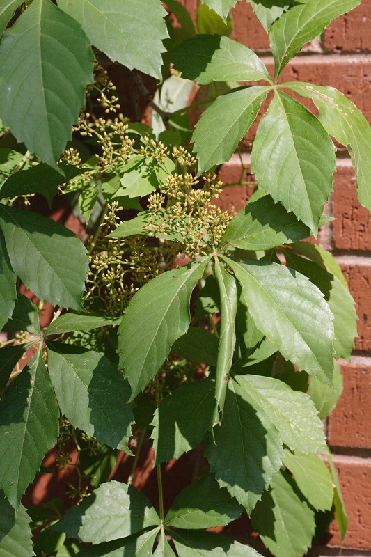 Virginia Creeper - Parthenocissus quinquefolia 2