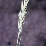 Western Wheatgrass - Pascopyrum smithii (Agropyron smithii)