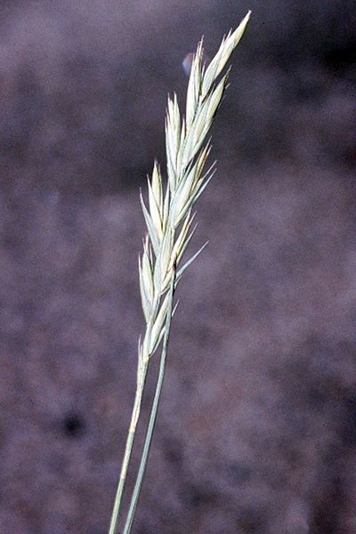 Western Wheatgrass - Pascopyrum smithii (Agropyron smithii)