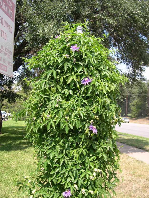 Passion-flower, Maypop - Passiflora incarnata 5