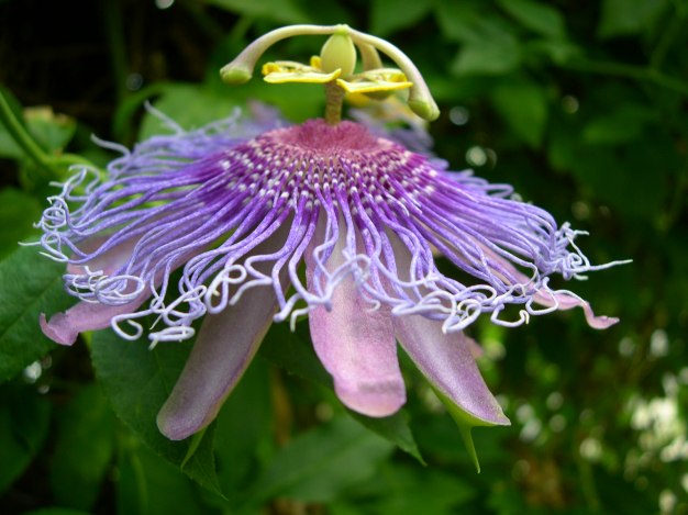 Passion-flower, Maypop - Passiflora incarnata 3