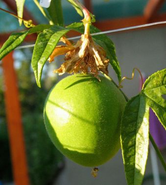 Passion-flower, Maypop - Passiflora incarnata 2