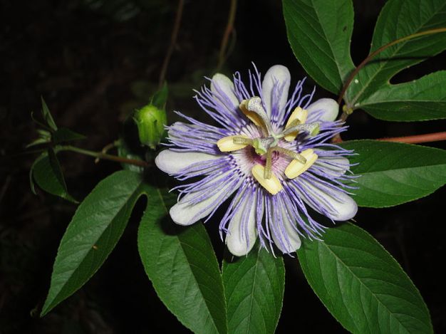 Passion-flower, Maypop - Passiflora incarnata 4
