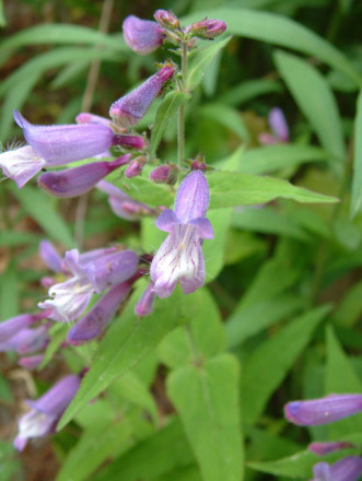 Small’s Beardtongue - Penstemon smallii