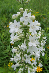 Tube Beardtongue, Trumpet Penstemon, White Wand Penstemon - Penstemon tubaeflorus