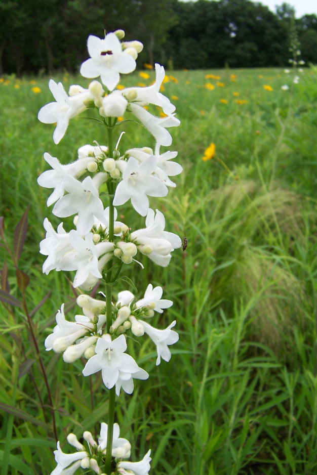 Tube Beardtongue, Trumpet Penstemon, White Wand Penstemon - Penstemon tubaeflorus 2