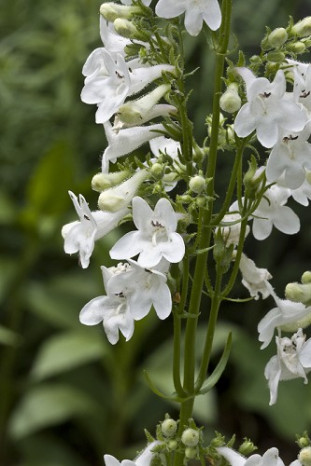 Eastern Smooth Beardtongue - Penstemon laevigatus 1