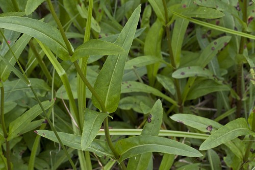 Eastern Smooth Beardtongue - Penstemon laevigatus