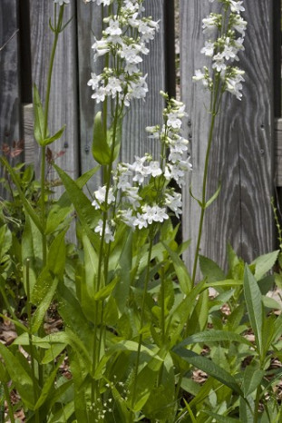 Eastern Smooth Beardtongue - Penstemon laevigatus 2