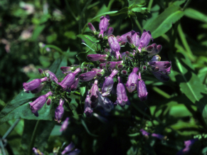 Small’s Beardtongue - Penstemon smallii 2