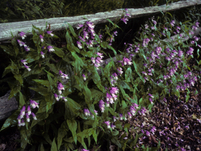 Small’s Beardtongue - Penstemon smallii 3