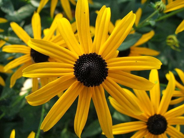 Perennial Black-eyed Susan, Orange Coneflower - Rudbeckia fulgida