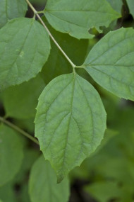 Hairy Mock-orange, Cumberland Mock-orange, Streambank Mockorange - Philadelphus hirsutus