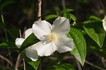 Hairy Mock-orange, Cumberland Mock-orange, Streambank Mockorange - Philadelphus hirsutus 4