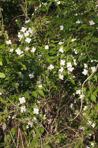 Hairy Mock-orange, Cumberland Mock-orange, Streambank Mockorange - Philadelphus hirsutus 3