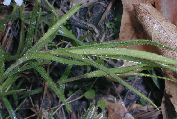 Glade Phlox, Cleft Phlox, Starry Cleft Phlox, Sand Phlox - Phlox bifida