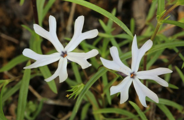 Glade Phlox, Cleft Phlox, Starry Cleft Phlox, Sand Phlox - Phlox bifida 1