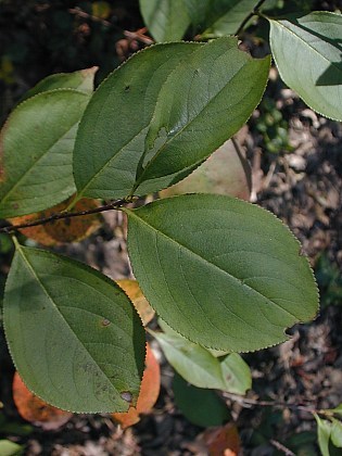 Black Chokeberry - Photinia melanocarpa (Aronia melanocarpa, Pyrus melanocarpa) 5