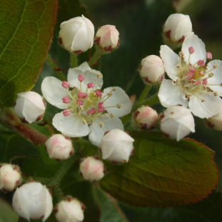 Black Chokeberry - Photinia melanocarpa (Aronia melanocarpa, Pyrus melanocarpa) 3