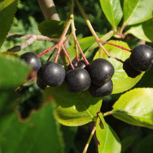 Black Chokeberry - Photinia melanocarpa (Aronia melanocarpa, Pyrus melanocarpa) 4