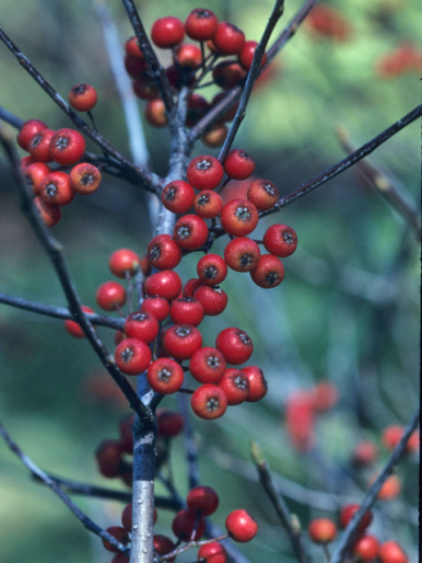 Red Chokeberry - Photinia pyrifolia (Aronia arbutifolia, Pyrus arbutifolia)