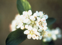 Red Chokeberry - Photinia pyrifolia (Aronia arbutifolia, Pyrus arbutifolia) 3