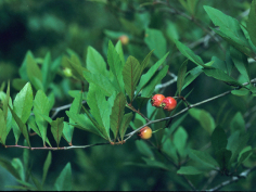 Red Chokeberry - Photinia pyrifolia (Aronia arbutifolia, Pyrus arbutifolia) 2