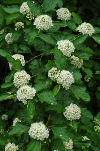 Ninebark, Common Ninebark - Physocarpus opulifolius 2