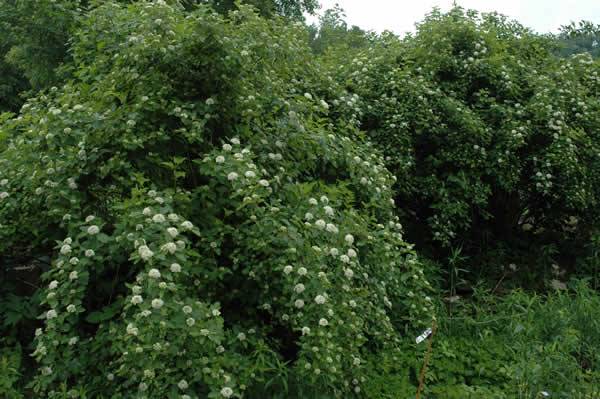 Ninebark, Common Ninebark - Physocarpus opulifolius 3